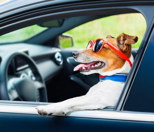 PetsPedia_'s tweet photo. Transferring your pet from one place to another? At Pet-Spedia, we offer to take care of pet and dog ground transport service so that you can have total peace of mind.

Request a free quote today! https://t.co/6HzEmrmJlj #PetTransportService #DogTransport #CatTransport https://t.co/KimIcnMKMS