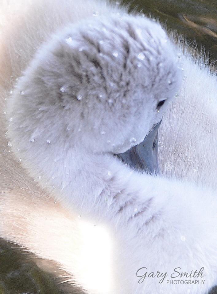 One from the archives #sygnet