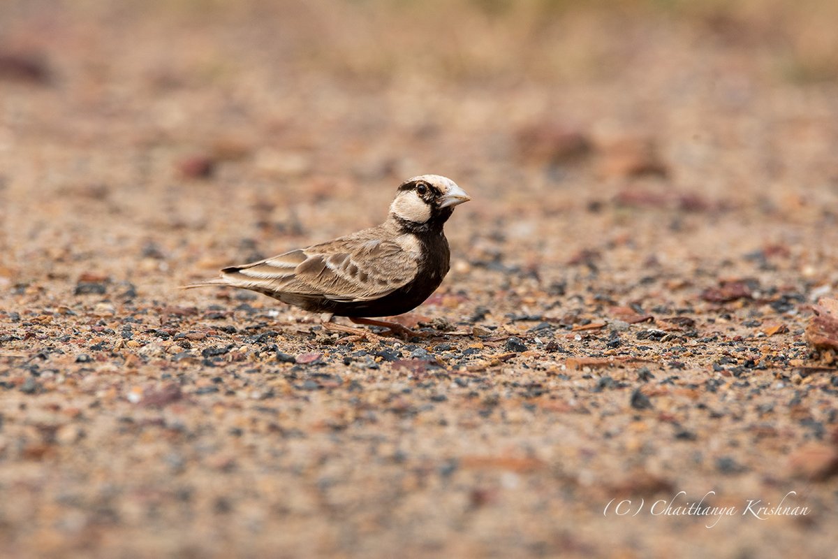 Ashy crowned Sparrow Lark. #wildlife #nature #wildlifephotography #birdwatching #BBCWildlifePOTD #WaytoWild #ThePhotoHour #nature #IndiAves #IndianBirds #birds #birdphotography #birdsoftwitter @WildlifeMag #nikon #nikond500 @NikonIndia