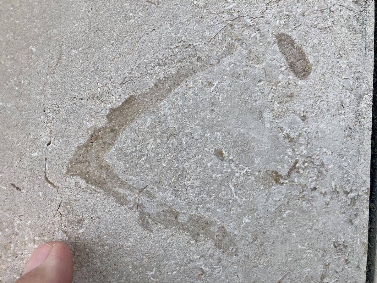 #SpongeThursday Jura limestone containing sponges is employed globally as a cladding or paving stone. This example is from the Atom Bomb Museum in Nagasaki.