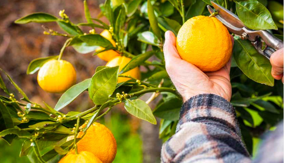 La Xylella fa paura, agrumicoltori in allarme - mailchi.mp/74650e1fff69/l…