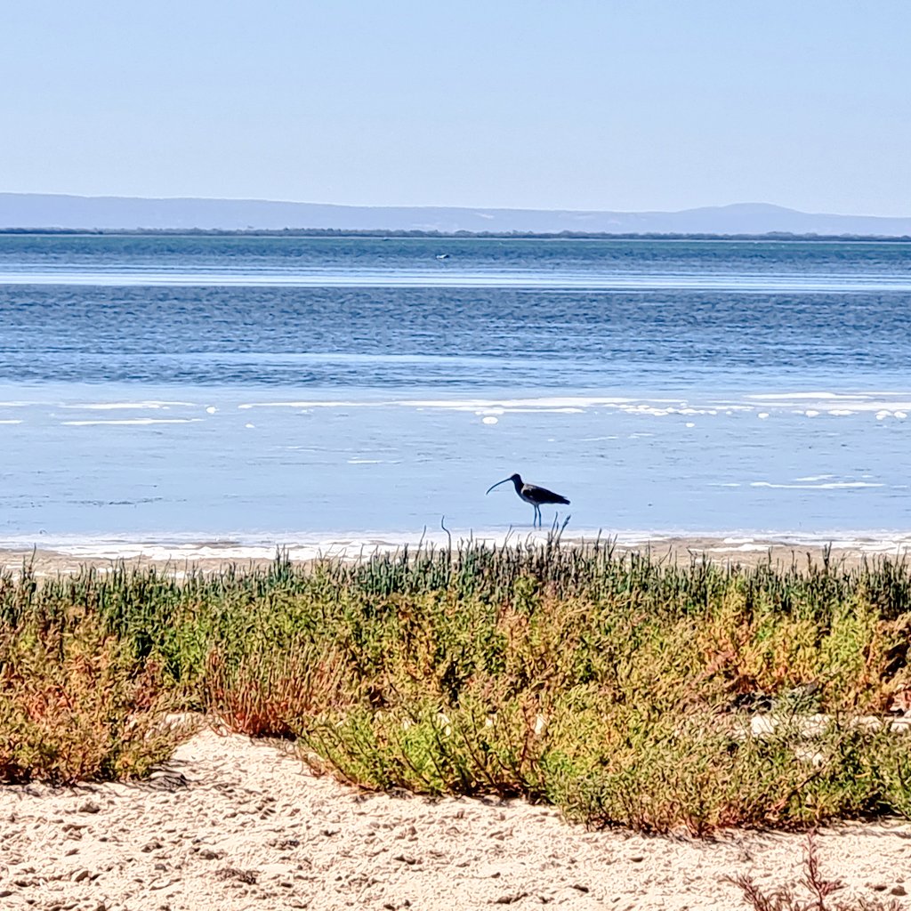 KatyPHCC's tweet photo. Saw my first Eastern Curlew on Boundary Island today with @BecTora72 during a monitoring visit! Just a reminder how valuable this island is for our migratory birds.
💙🌿 Thanks for the lift, Alan and Rick 😀.
#NLP #Ramsar482 @WAParksWildlife https://t.co/pJ1gXlXeTz