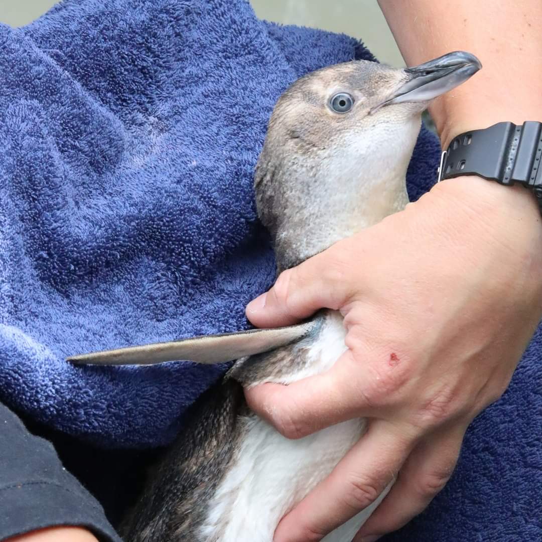 Central Energy Trust Wildbase Recovery tweet media