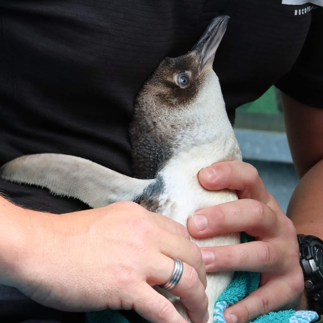 Central Energy Trust Wildbase Recovery tweet media