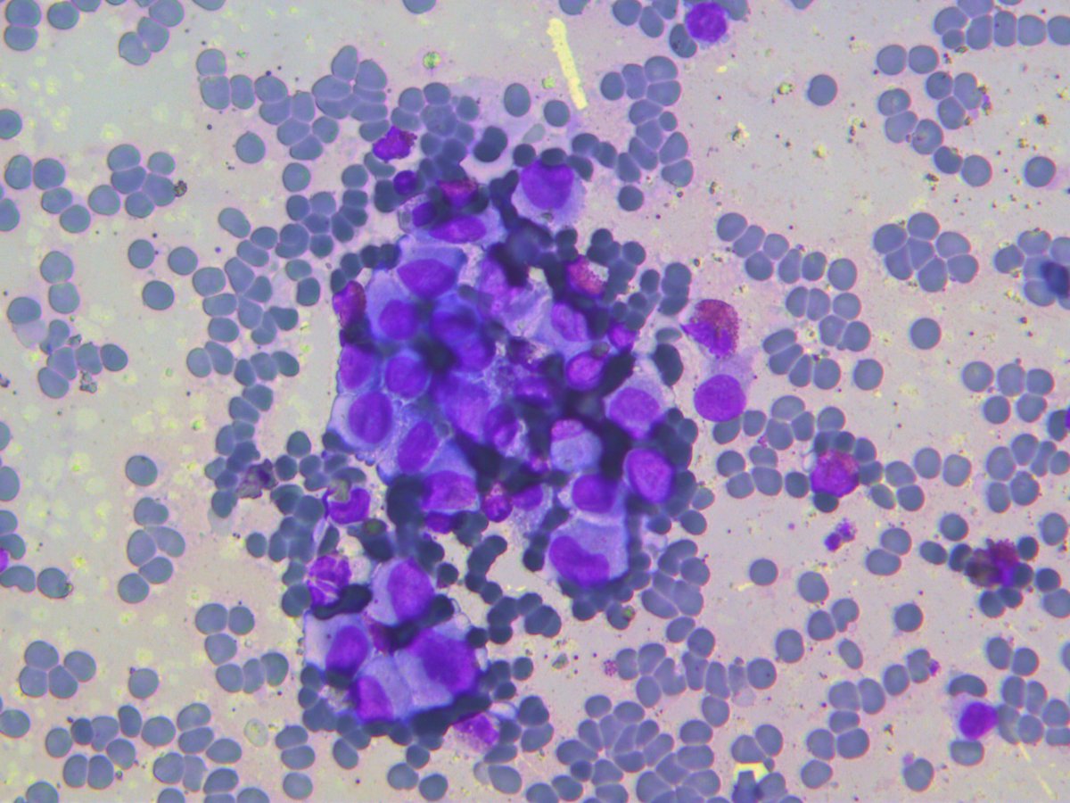 Rosliakova Elena tweet media