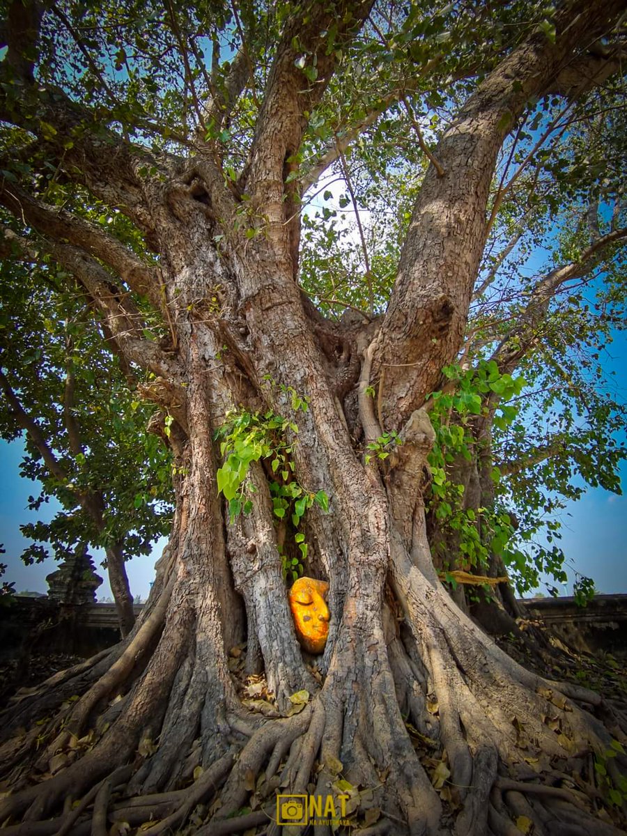"เศียรพระในรากโพธิ์" จ.พระนครศรีอยุธยา
ที่ วัดโปรดสัตว์ อ.บางปะอิน มีเศียรพระพุทธรูปเก่าแก่ถูกรากของต้นโพธิ์ล้อมไว้อย่างแน่นหนา อยู่บริเวณด้านหน้าโบสถ์ คล้ายกับเศียรพระในรากโธิ์ที่วัดมหาธาตุ ในอุทยานประวัติศาสตร์พระนครศรีอยุธยา

ภาพจากแฟนเพจ: ณัฐ ณ.อยุธยา