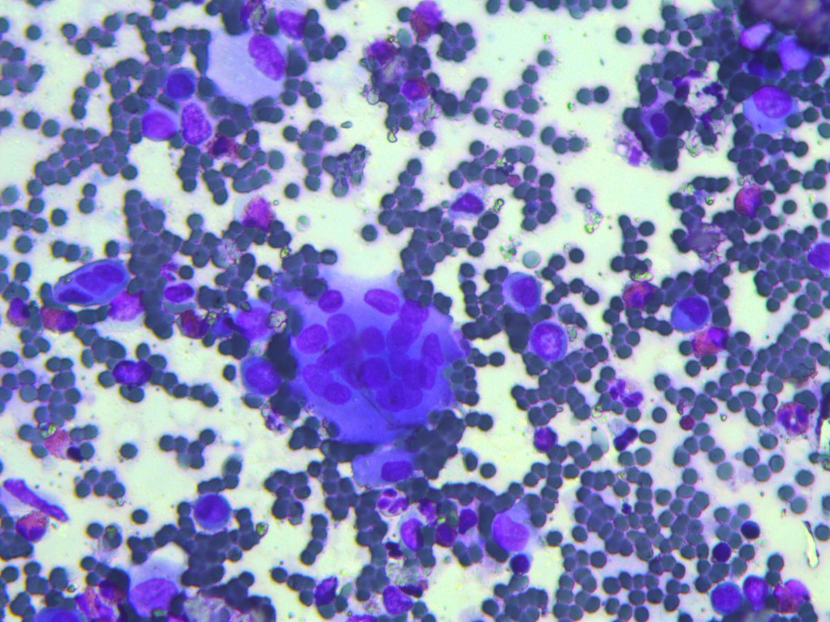 Rosliakova Elena tweet media