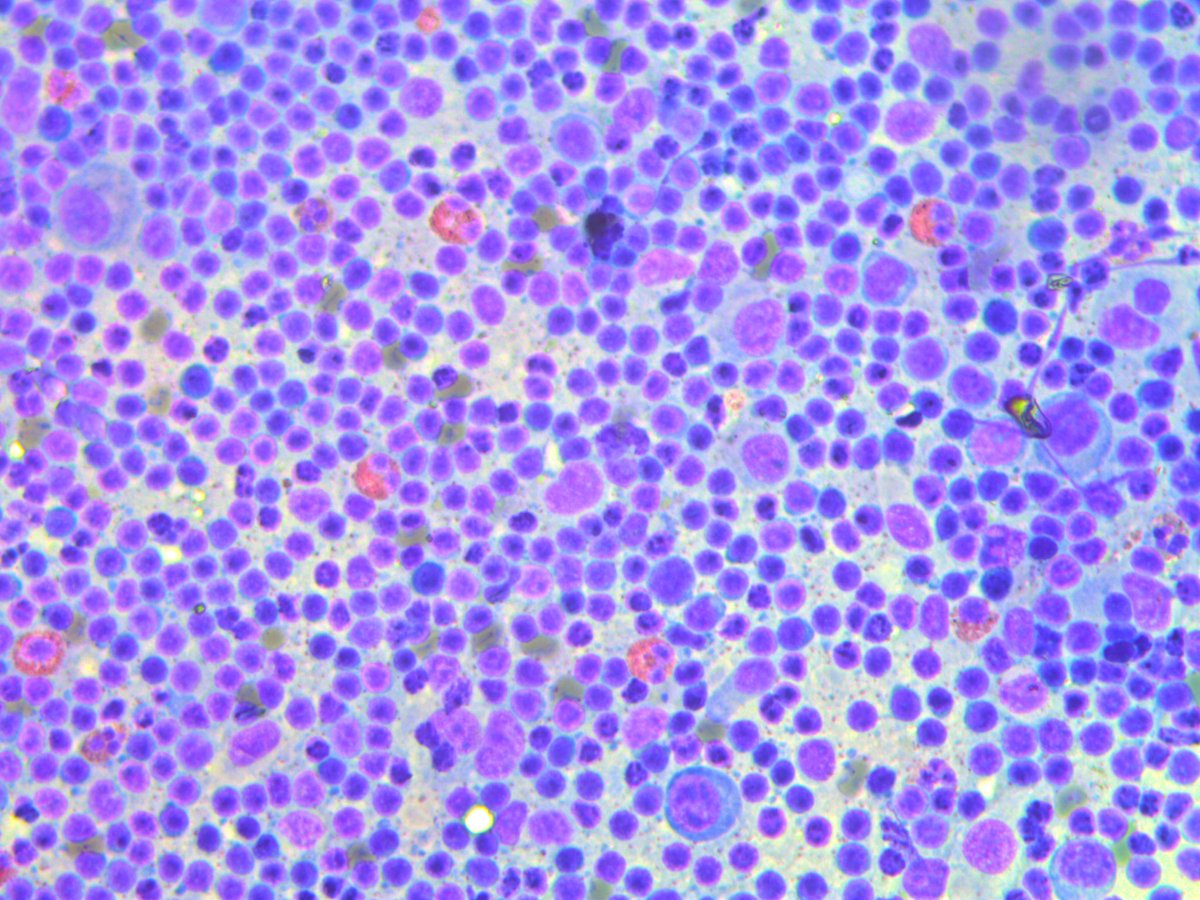 Rosliakova Elena tweet media