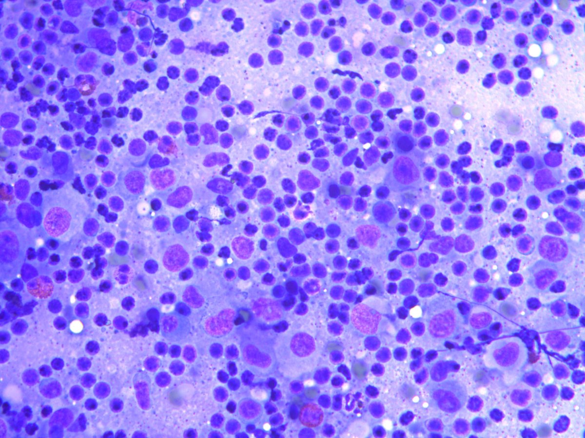 Rosliakova Elena tweet media