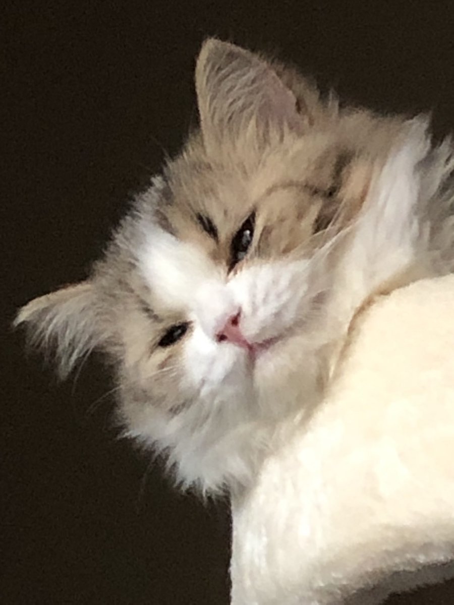 zimba (@9ulovelisa) on Twitter photo 