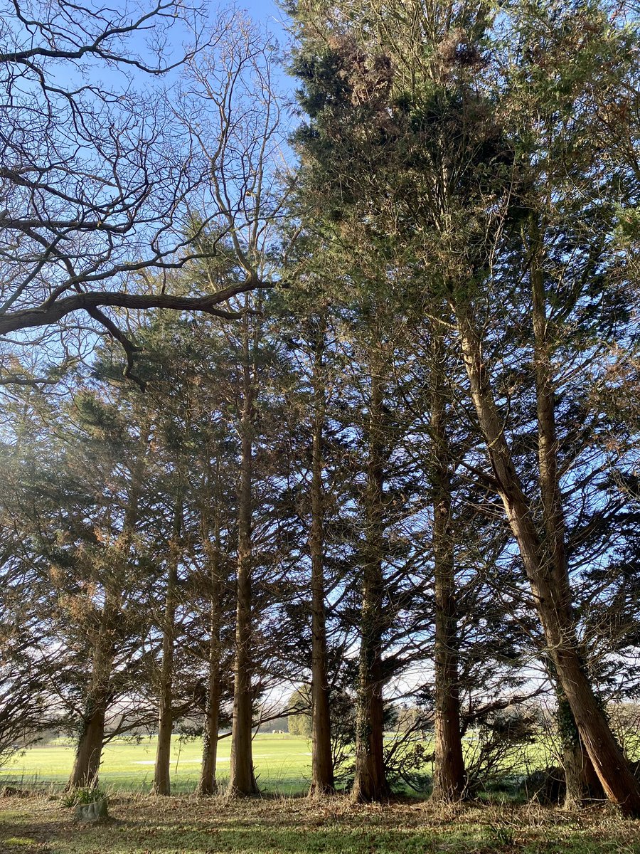 Stef_Tinsley's tweet image. A cold but glorious couple of days at @WiltsColl Lackham exploring learner progress and individualised learner journeys, engagement and ambition. 
Today online creating some video support resources. #lovemywork 

Fave moment…. The freshly cut pine trees 🌲 💚