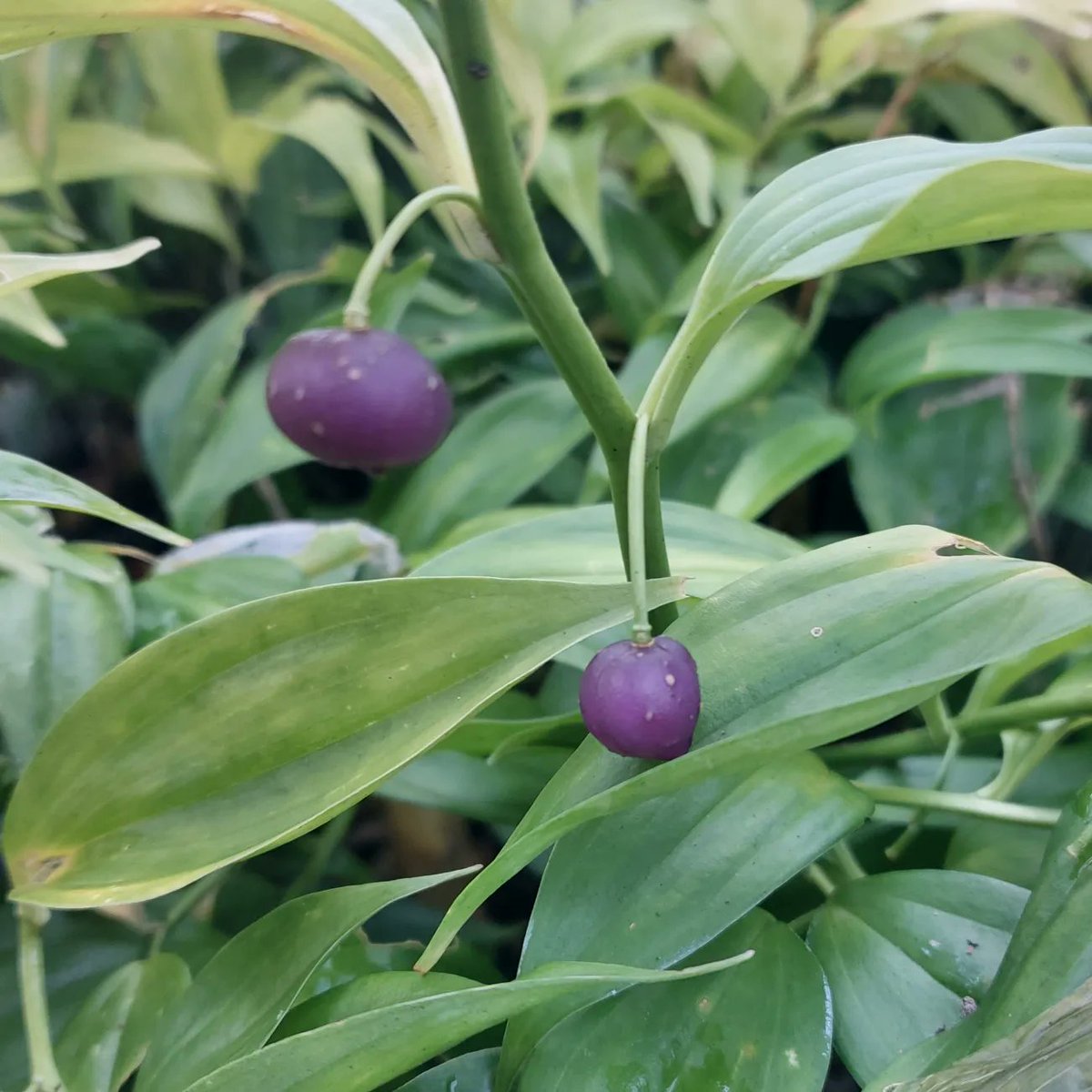 PlantPref's tweet photo. Disporopsis luzoniensis B&SWJ3891 sailing through the frosts and icy wind. Great for deep shade.
#disporopsis #disporopsisluzoniensis #disporopsisluzoniensisbswj3891 #wildcollection #evergreen #shadeplants #plantsforshade #woodlandgarden #peatfree #mailorderplants #plantsforsale https://t.co/xcJAA3Kixu