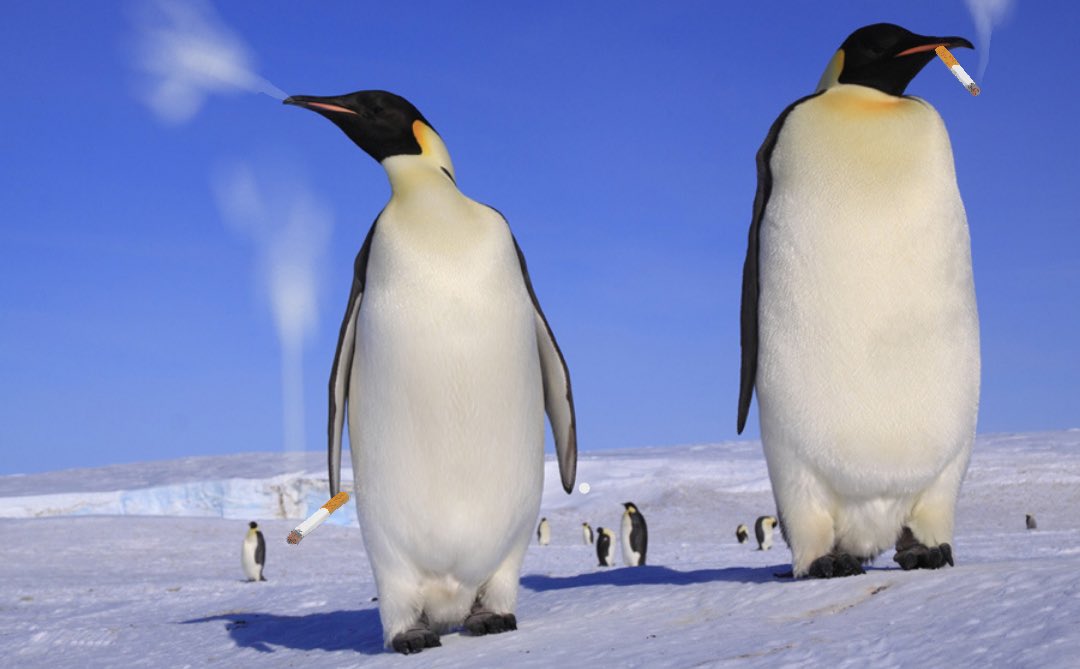 Me and the boy tomorrow on Penguin awareness day ❤️😂🙌🙏💯🐧😈