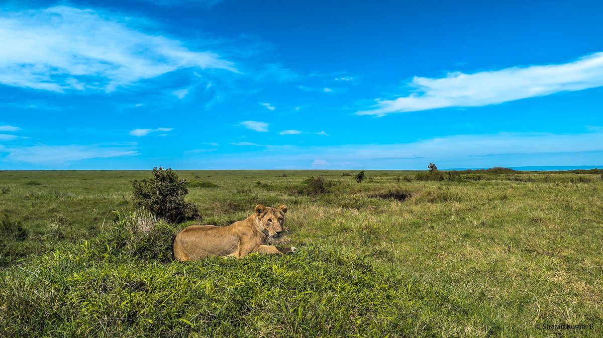 The lioness, who sits among the green grass, is the very embodiment of regal grace.

 #toeholdphototravel #Lioness #Wildlife #Nature  #Photography #MobilePhotography #photooftheday #Wild #Freedom #mammal #TeamPixel #madebygoogle #picoftheday #shotonpixel @madebygoogle