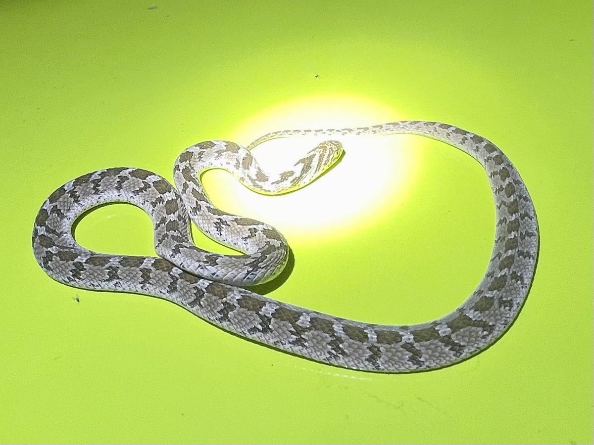 savethesnakes's tweet photo. Today is the FINAL day of the 15th Annual Herpetological Association of Africa @AfricaHerp Conference! #HAA2023
ππΈ: This Dasypeltis scabra, known as the egg-eating snake or rhombic egg eater, was encountered on the road at night and moved off into the bush. #BrakeForSnakes https://t.co/Z8eW5ksB99