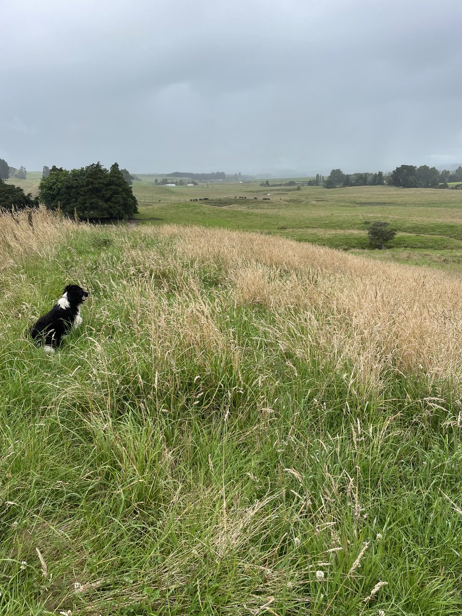 TomChisholm's tweet photo. Surveying for new beef systems in Hawkes Bay. My security escort was on the job. When will the rain stop for summer and what happens to the beef schedule when it does? https://t.co/itSNryl4Ng