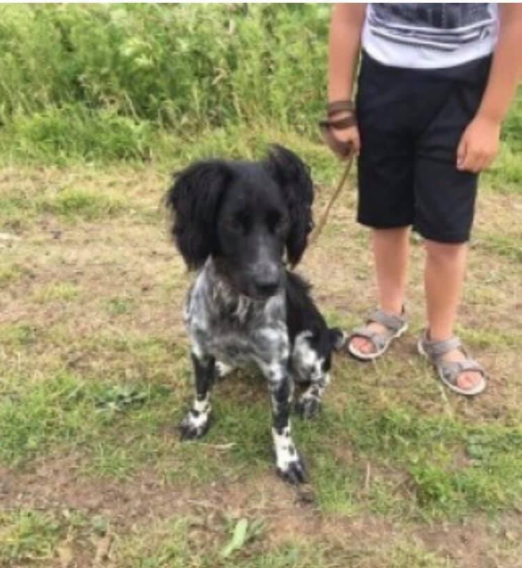 rosieDoc2's tweet photo. LOLA still missing Fenland Way, #Chatteris #Cambridge #PE16 29/10/20
Female/adult #CockerSpaniel blue roan/mostly black with a few white patches on belly &amp; legs/scar on end of tail CHIPPED 
Missing on same walk for over 3yrs she knows her way home 

https://t.co/MJeSCmsPuE https://t.co/OB7VReIxhY