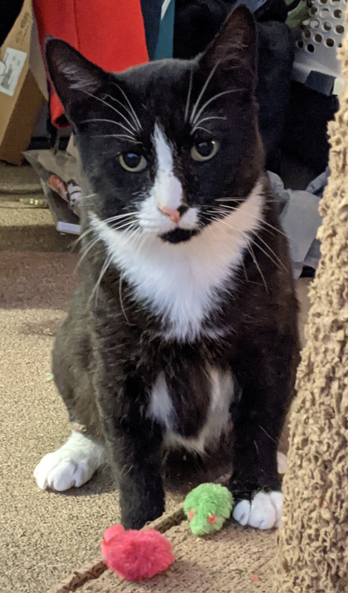 Stuart ๐บ๐ฆ (@stuartrogersf) on Twitter photo #WayTooEarly I'm up way too early because this guy decided he wanted to eat breakfast at 5:00 am and to be brushed. #WayTooEarly I'm up way too early because this guy decided he wanted to eat breakfast at 5:00 am and to be brushed.