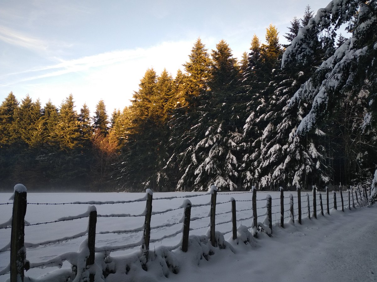 UCFFcoop's tweet photo. Quelques photos de nos belles #forêts enneigées dans le @rhone_fr 🌳🌲❄️
Douglas, Chênes, Hêtres, Sapins, Epicéas… autant d'#arbres magnifiques que l'on peut retrouver. Merci aux forestiers de la #coopérative #COFORET qui gèrent ces forêts 🙏😊 #JeudiPhoto 📷 @CindyNegrerie https://t.co/QGPg3ABZ2G