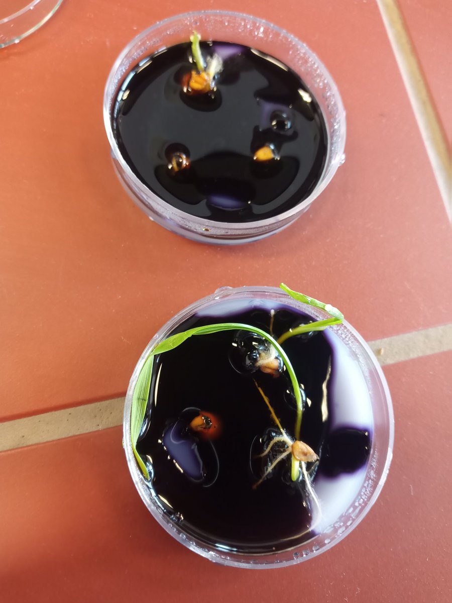 Ma3 enno fe 8alat bel cutting of embryo bs look shu cute