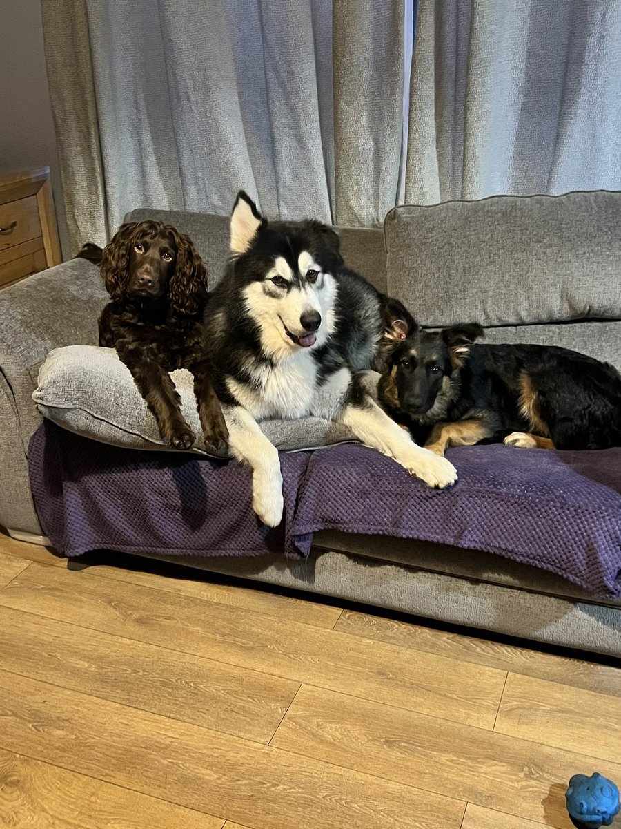 Boys be like this is our sofa now 😂😂