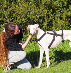 Zuhause gesucht 🙏
Diese wunderschöne fast dreijährige Prinzessin, geboren am 9/2019, wurde mitten auf der Straße gefunden, völlig panisch: ALEMENDRA💖

tiervermittlungshilfe.de/alemendra-galg…

#AdoptDontShop #adoptable #dogsoftwitter #dogs #Hund #foreverhome #adoptme
