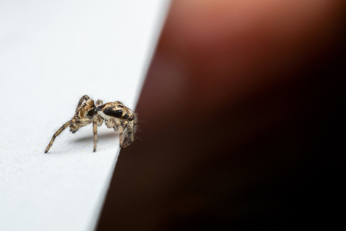 I was chuffed to bits to see this little Salticid (Salticus scenicus) exploring the windowsill in our kitchen last night. My earliest one, I believe. It wasn't in the most photographic position, but I tried 😅 She safely scuttled into a crack to keep warm 🥰