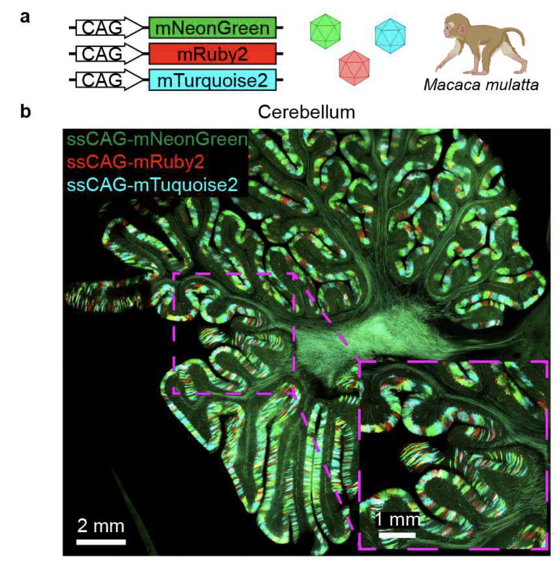 joachimgoedhart's tweet photo. Fantastic to see #mTurquoise2 expressed in monkey brains together with #mNeonGreen and #mRuby2
https://t.co/Scp4XVkeOJ https://t.co/24eITIOBMq