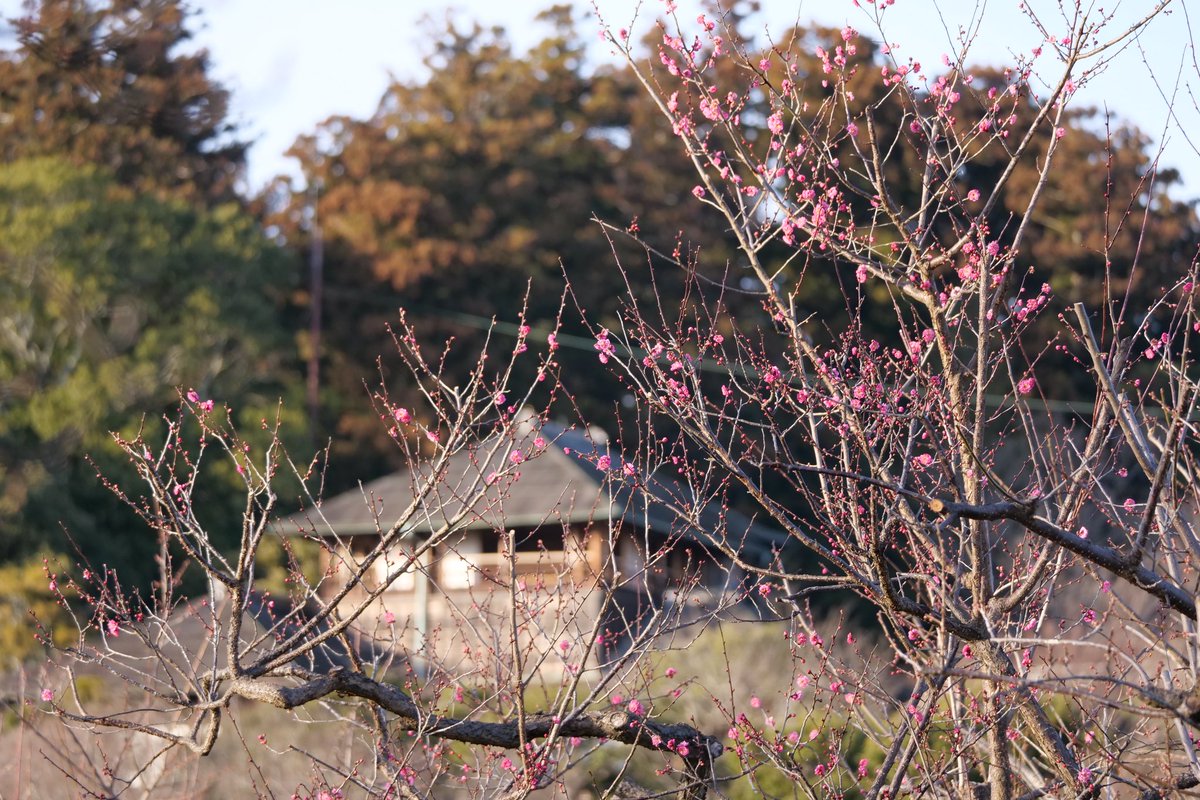 kairakuen_ibrk's tweet photo. 拡張部の田鶴鳴梅林の八重寒紅と八重冬至を好文亭バックに撮影しました📸✨
ここ数日の暖かさから木によっては全体的に開花しているものも出てきました🌸☺️
#偕楽園
#好文亭
#梅
#開花 https://t.co/A8GttB2UR2