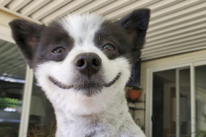 Sharuana's tweet photo. @marie_nassar Good morning & Happy Thursday to you too, Marie!🌞🤗
Chevy, dog with permanent smile😍 warms hearts all around: "He just loves everyone"🐶😀
#ThusdayMorning☀️#CoffeeTime ☕#DogsLovers 🐕#BeKindAlways 🙋♀️#StayPositive😁 #PeaceAndLove🕊 https://t.co/as3NZX59hl