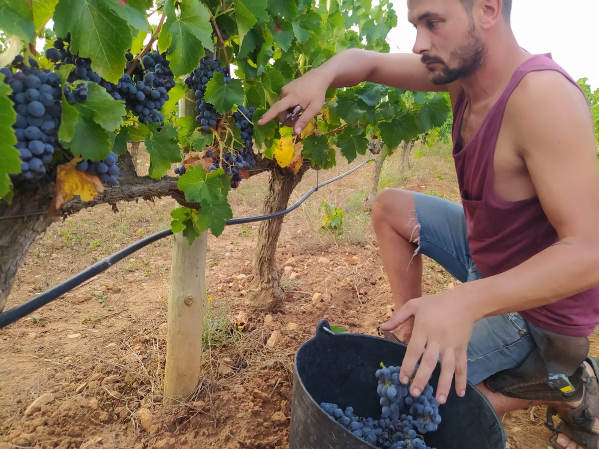 Vinos Naturales tweet media