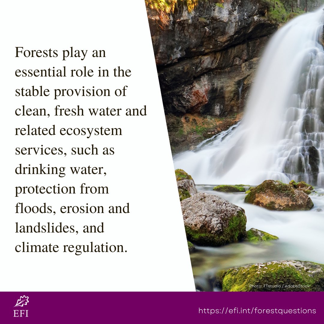 europeanforest's tweet photo. What role do forests play in the water cycle? Read more: https://t.co/GbLRdDNya4 https://t.co/TrItyN7jxo