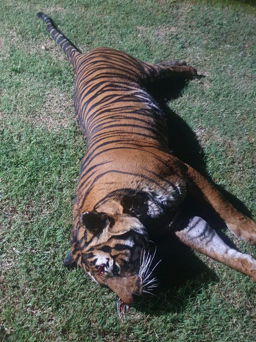 orrin417's tweet photo. Footage of #ShebaTheTiger just moments before she was shot outside a smallholding in Alexandra Farm, south of Johannesburg, on Wednesday morning. 

Footage and images supplied 
@TimesLIVE https://t.co/nfyRgq7kU3