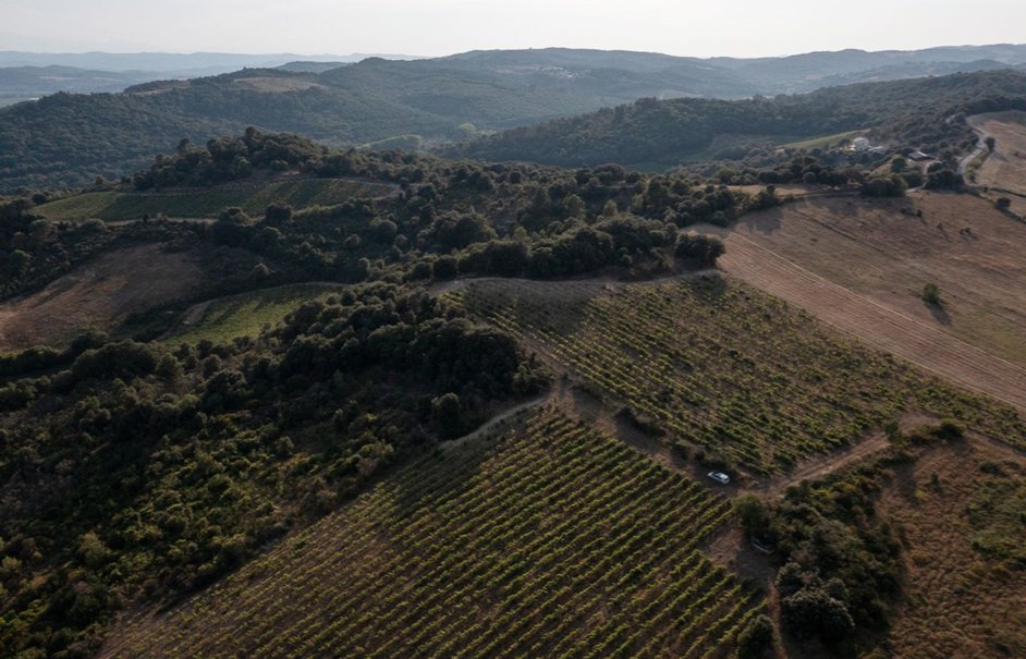 Vinos Naturales tweet media