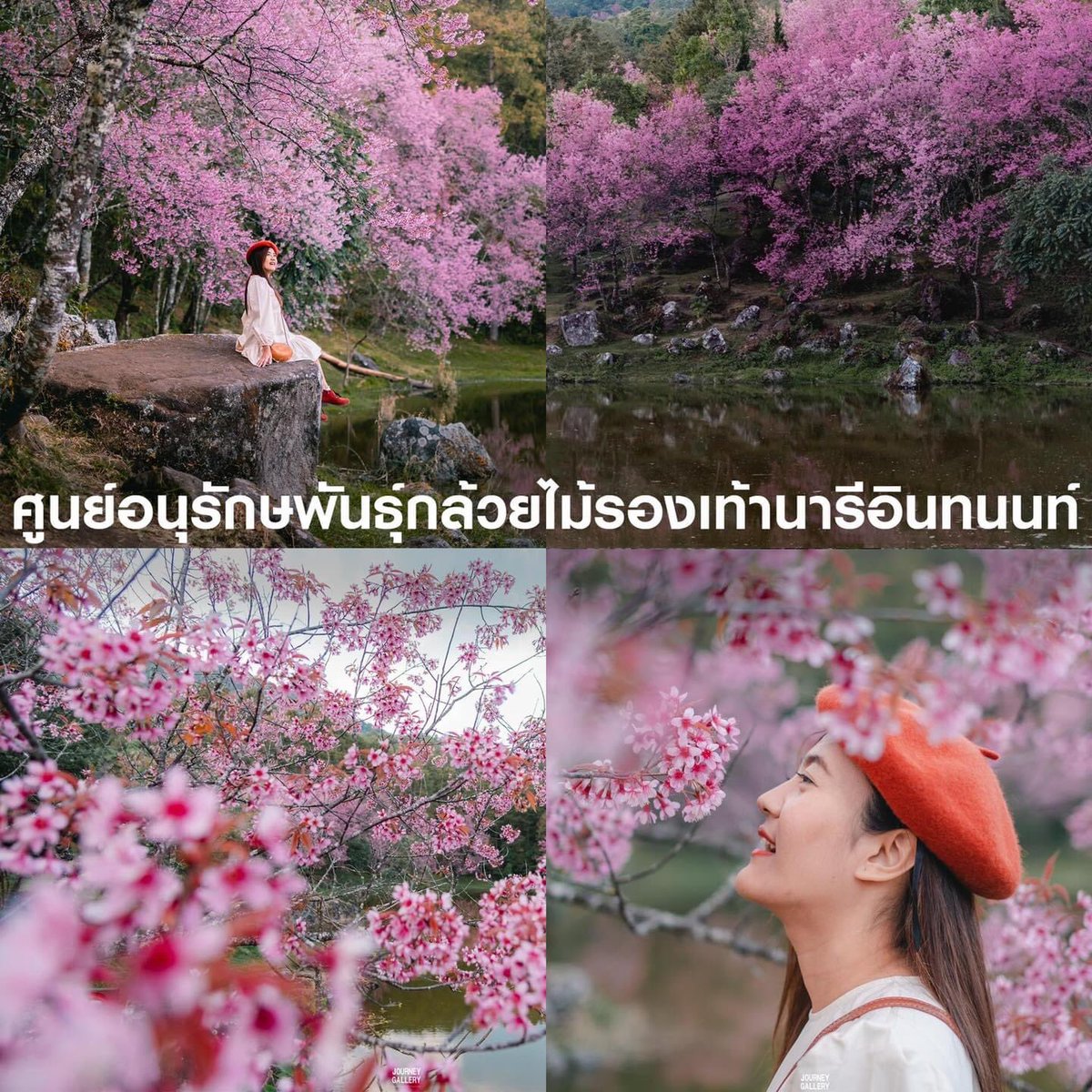 Journey_Gallery's tweet photo. พิกัดตามล่า  #ดอกนางพญาเสือโคร่ง  #เชียงใหม่ #JourneyGallery
#รีวิวเชียงใหม่ https://t.co/QtfeoHNSKB