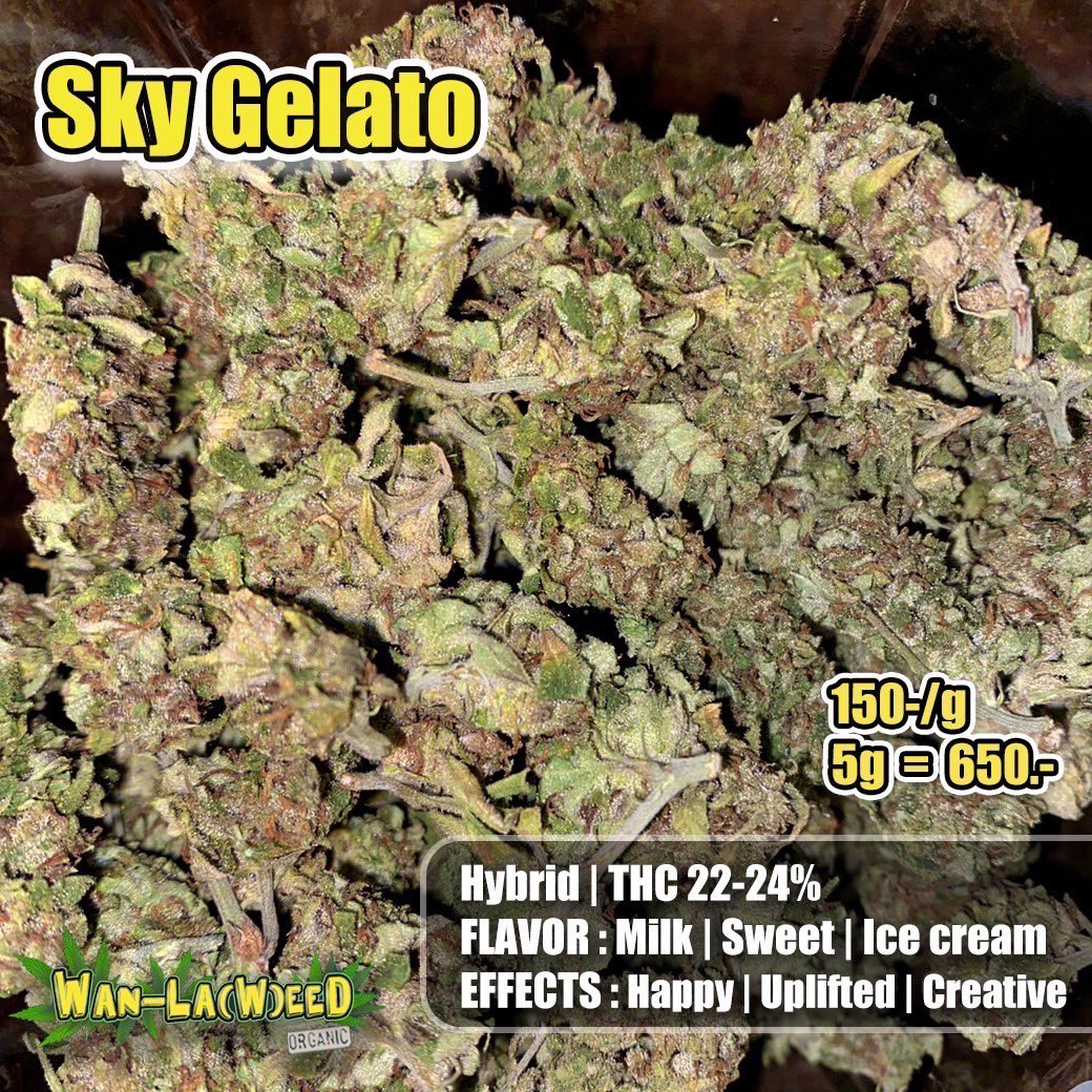 chillpunpot's tweet photo. 🍦Sky Gelato 
Hybrid | THC 22-24%

💸 350.-/g (5g = 1500.-) 

เข้ากลุ่ม https://t.co/24w2DAAMPs

#bangkokweed #weed #พันลำ #thaiweed #สายเขียว #กัญชา #กัญชาออแกนิค #กัญชาอัดแท่ง #กัญชาog  #กัญชากรุงเทพ  #กัญชานอ�� #ดูดเนื้อ #กัญชาไทย #กัญชาโอจี  #กัญชาสงขลา #กัญชาหาดใหญ่ https://t.co/RkLThDZVvW