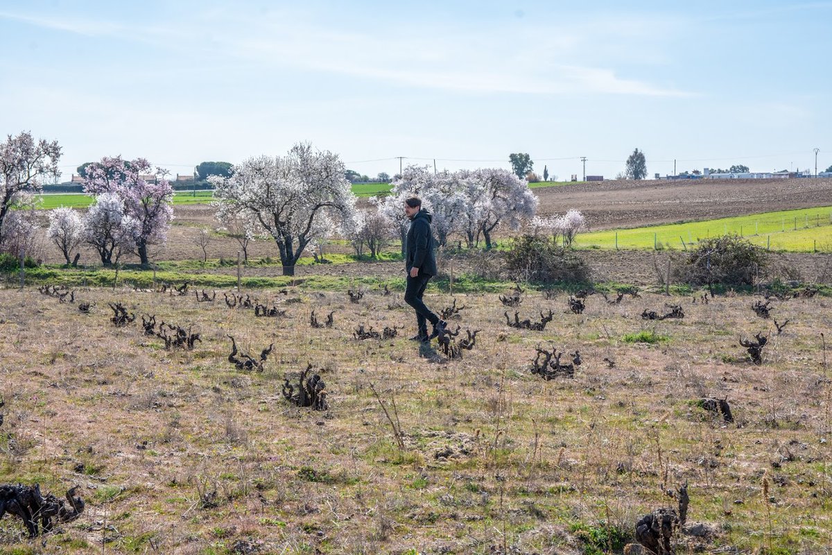 Vinos Naturales tweet media