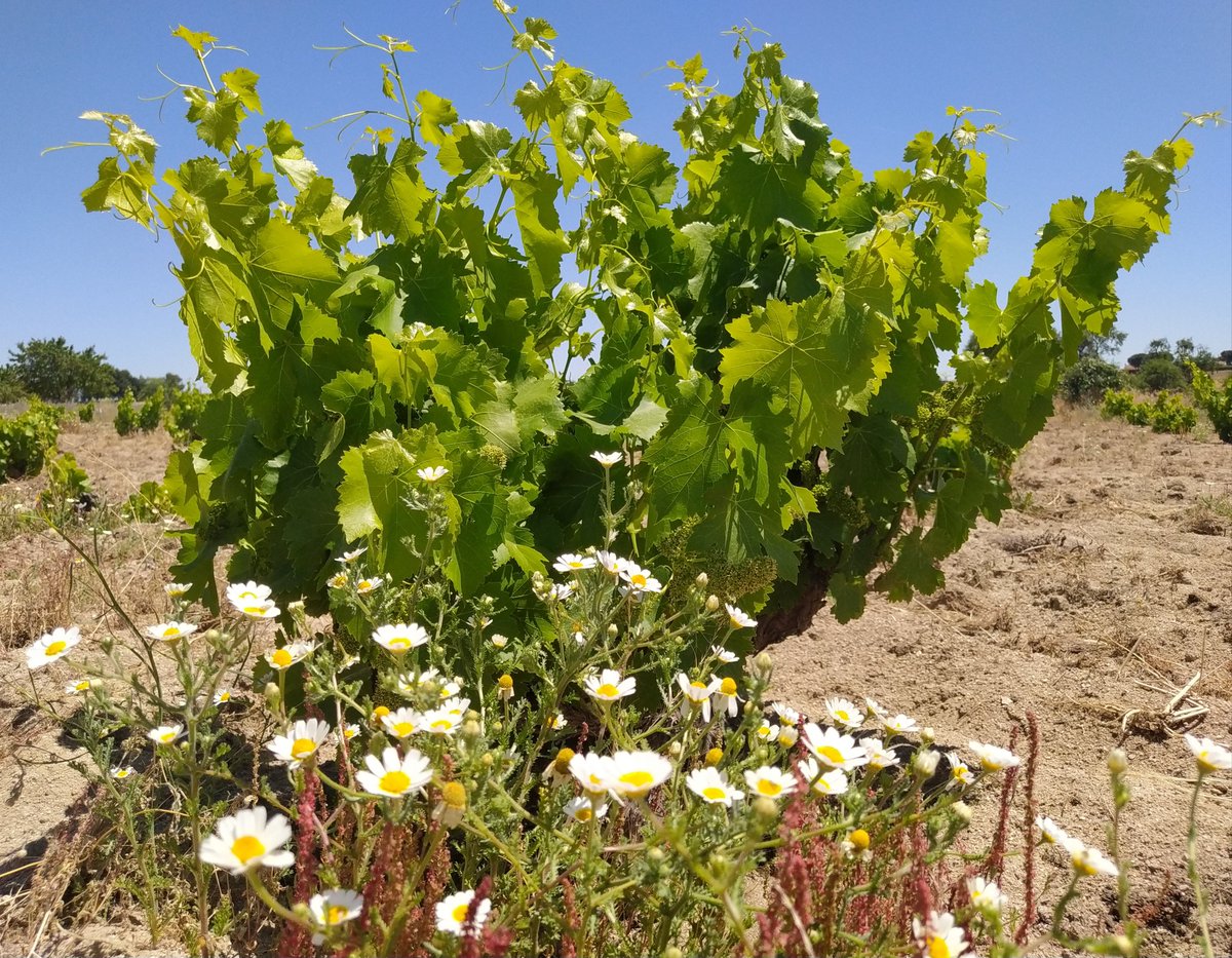 Vinos Naturales tweet media