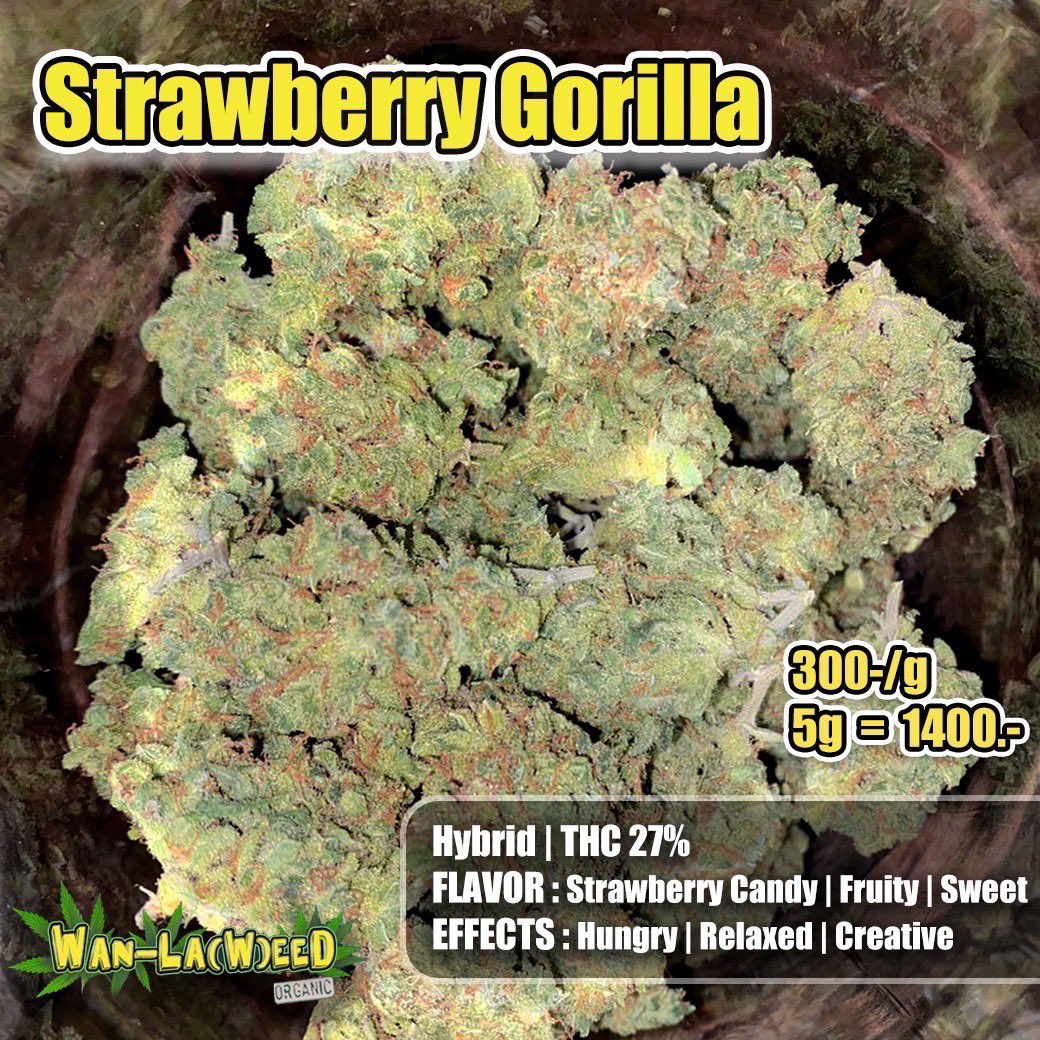 chillpunpot's tweet photo. 🍓Strawberry Gorilla 
Hybrid | THC 27%

💸 350.-/g (5g = 1400.-) 💸

เข้ากลุ่ม https://t.co/24w2DAAMPs

#bangkokweed #weed #พันลำ #thaiweed #สายเขียว #กัญชา #กัญชาออแกนิค #กัญชาอัดแท่ง #กัญชาog  #กัญชากรุงเทพ  #กัญชานอก #ดูดเนื้อ #กัญชาไทย #กัญชาโอจี  #กัญชาสงขลา #กัญชาหาดใหญ่ https://t.co/pxE2kuzUsB