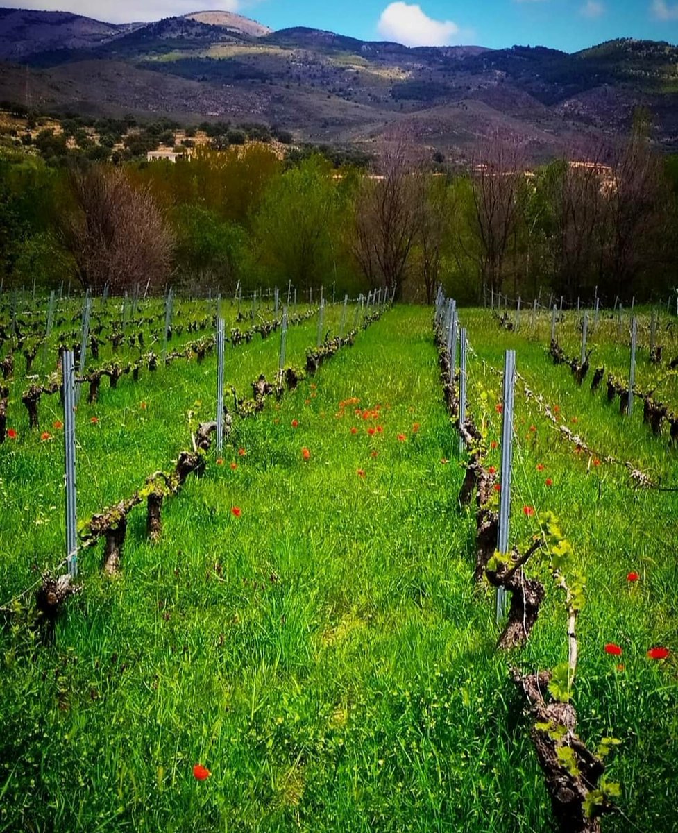 Vinos Naturales tweet media