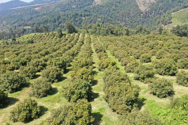 AvocadoKE's tweet photo. If you're interested in avocado production, like and retweet! https://t.co/3WoYAtnPBp