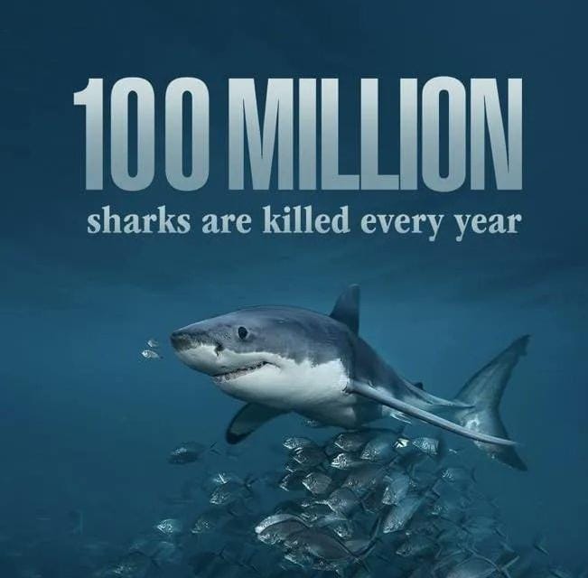 WeFixersClimate's tweet photo. At first look the figure 100 million seems exaggerated but when you see that it is reported many authentic sources. Then it feels really shocking and alarming to see such a huge number of killings. 
#ClimateJustice
#ClimateActionNow
#WeFixers https://t.co/CNCwwxPmWz