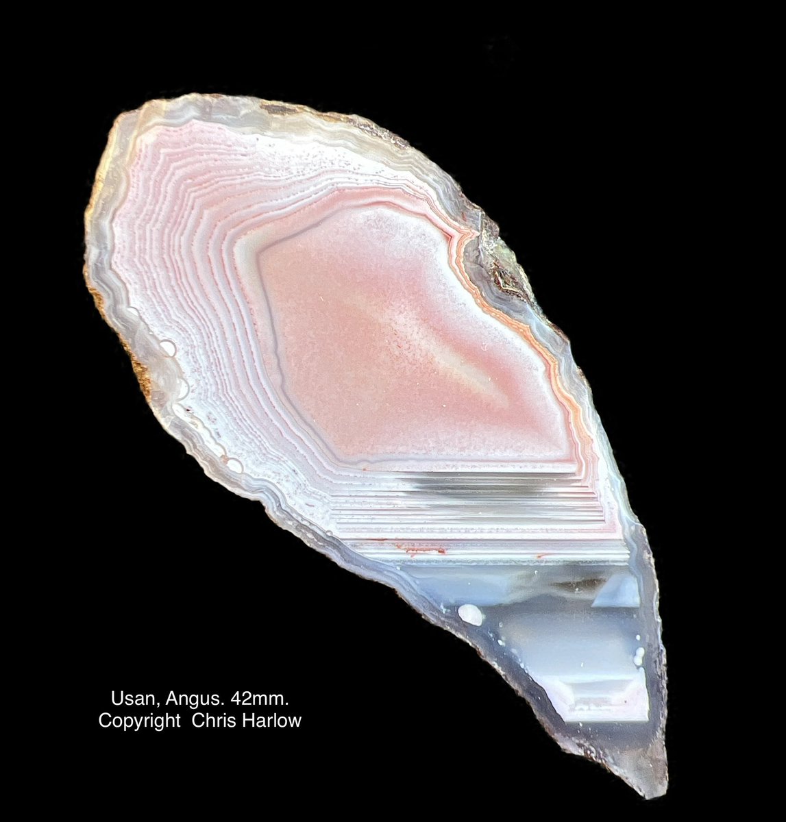 ChrisHa82353804's tweet photo. @FossilLocator Scottish Agate, Montrose area. Self collected, cut and polished and photographed. https://t.co/zuLlKp7KWw