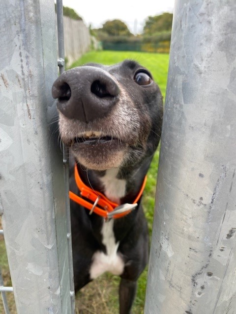 Boop snoot time! This is Biddie, having a good old time in the paddock. 💚 Could you give Biddie a home? Get in touch today with our kennels.
#greyhoundsmakegreatpets #adoptdontshop #giveadogahome #doglovers #charity #doggo #brighton #brightonandhove #eastsussex #brightonlife