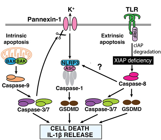 embojournal's tweet photo. #Caspase8-driven #apoptotic and #pyroptotic crosstalk causes #celldeath and #interleukin IL-1β release in X-linked inhibitor of apoptosis (#XIAP) deficiency
https://t.co/fQyKdBb4cF https://t.co/SNxyuz7I5y