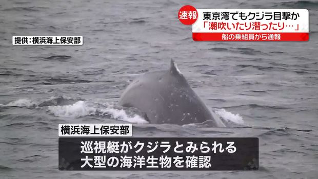 【19日午後】東京湾でクジラとみられる生き物を目撃か
news.livedoor.com/article/detail…

東京湾アクアライン付近を走る船の乗組員から「潮を吹いたり潜ったりしているクジラを発見した」と118番通報。横浜海上保安部の巡視艇が向かったところ、クジラとみられる大型の海洋生物が確認されたという。