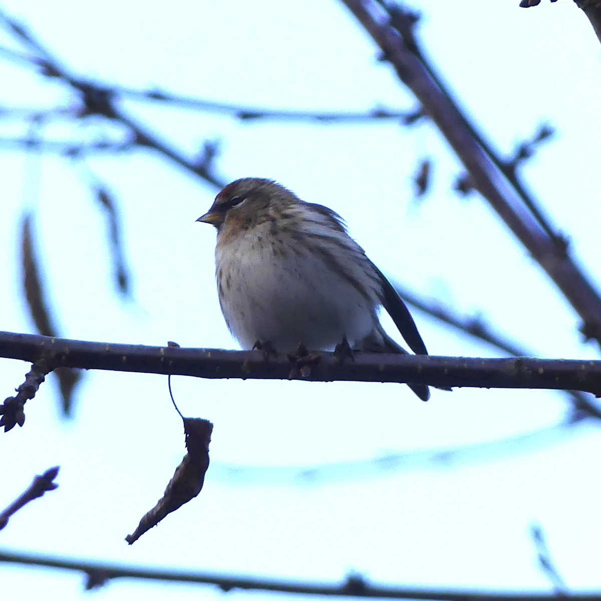 Redpoll in Inverness. #birds #redpoll #bird #nature #wildlife #birdphotography #birdsofinstagram #photography #birdwatching #birding #wildlifephotography #inverness