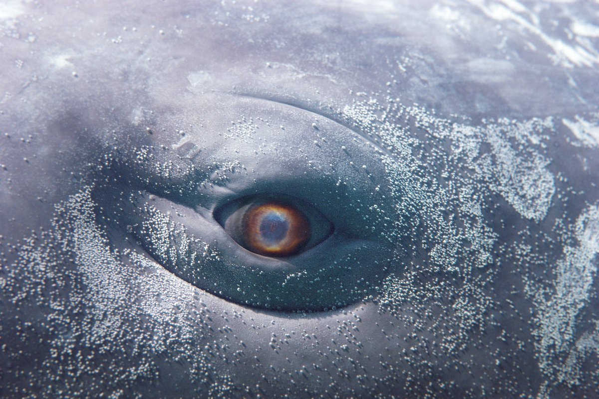 TBA21's tweet photo. "Of Whales" by Wu Tsang opens Feb 21 at @museothyssen. A realtime video installation that offers a poetic meditation on the whale's perspective, originally commissioned for the 59th Venice Biennale: https://t.co/VdVlLNgilj https://t.co/evdpUHdWcx