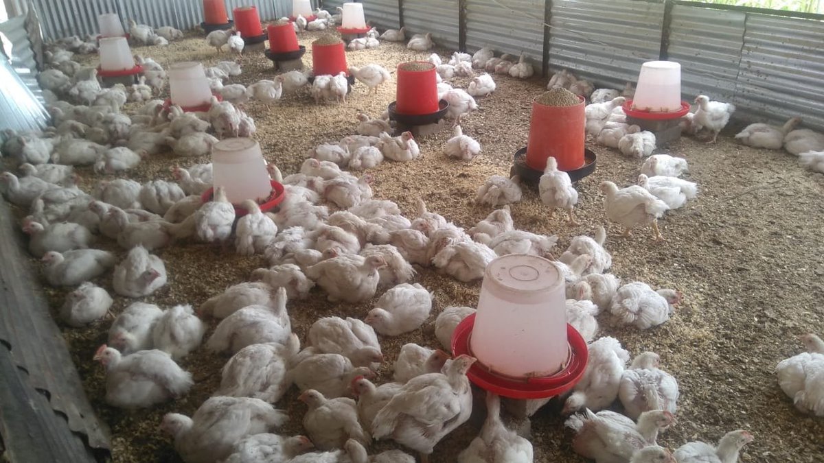 This is my last cycles before taking a break from raising broilers. I'm going to focus on expanding the feed production wing and only come back here when I have enough feed to last me half a year 😂 go tense ka new down, no one is spared.