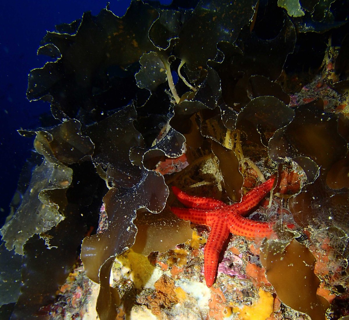 LifeIntemares's tweet photo. 🌱La Laminaria rodriguezii es un tipo de alga endémica del Mediterráneo occidental, asociada a la presencia de surgencias gaseosas.

➡️Es habitual hallarla en profundidades por debajo de los 7⃣0⃣m.

👏Excepcionalmente, en Islas Columbretes se encuentra a 4⃣0⃣m de profundidad. https://t.co/pwKpdEaQ2h